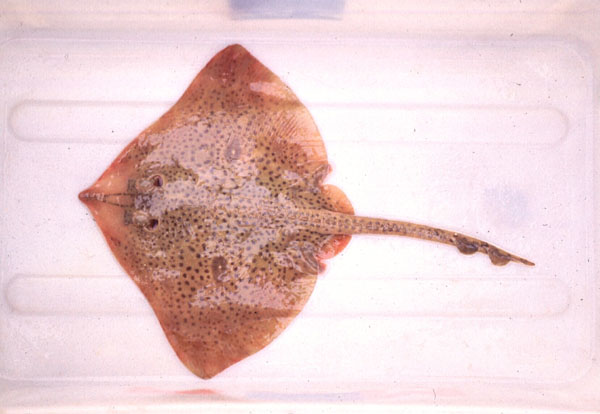 Biscuit skate (Raja straeleni) — Rajidae — 2