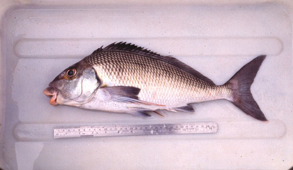 Banded fingerfin (Chirodactylus grandis) — Cheilodactylidae — 2