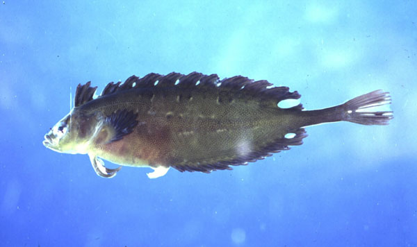 Mouse klipfish (Fucomimus mus) — Clinidae