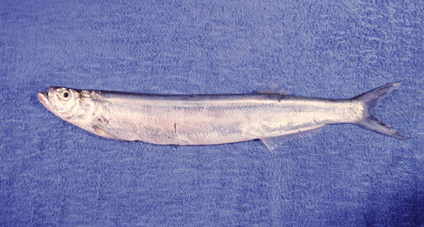 Whitefin wolf-herring (Chirocentrus nudus) — Chirocentridae — 2