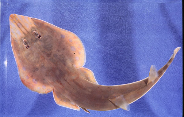 Greyspot guitarfish (Acroteriobatus leucospilus) — Rhinobatidae — 2
