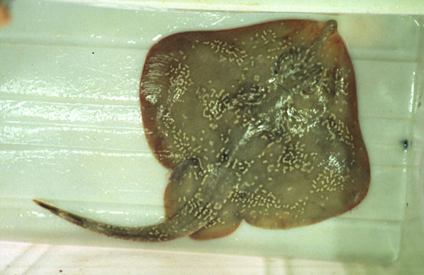 Wallaces rog (Leucoraja wallacei) — Rajidae — 3
