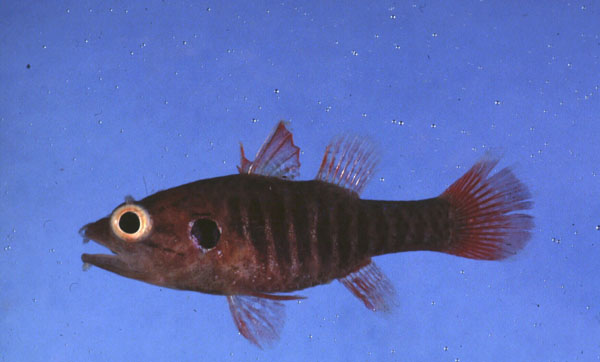 Barred cardinalfish (Fowleria marmorata) — Apogonidae — 5