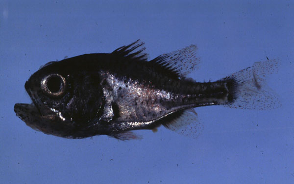 Majima's siphonfish (Siphamia majimai) — Apogonidae — 3