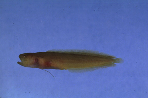 Coral brotula (Dinematichthys iluocoeteoides) — Bythitidae — 5