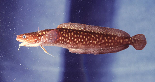 Spotted rockling (Gaidropsarus guttatus) — Lotidae
