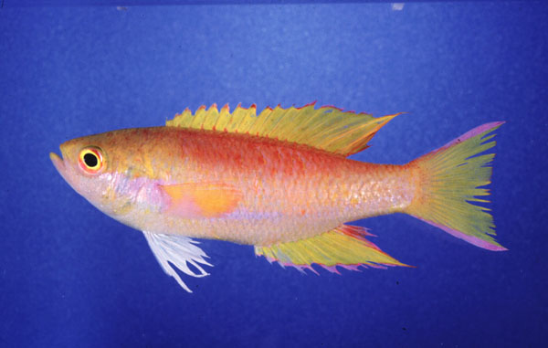 Goldie (Callanthias legras) — Callanthiidae — 3