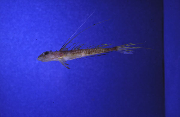 Cape dragonet (Paracallionymus costatus) — Callionymidae
