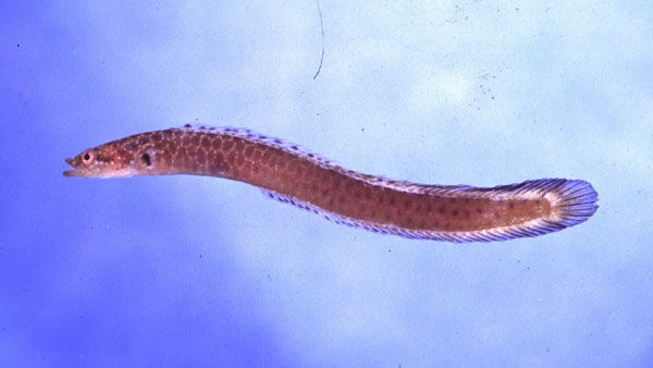 Shaka longfin (Halimuraena shakai) — Pseudochromidae — 5