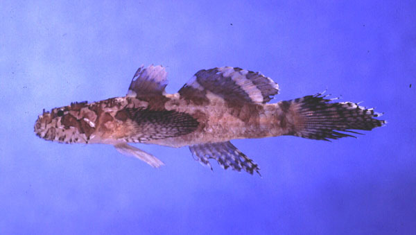 Feather goby (Callogobius plumatus) — Gobiidae — 2