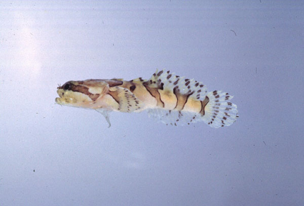 Snakehead toadfish (Batrichthys apiatus) — Batrachoididae — 3