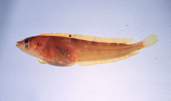 Deepwater klipfish (Pavoclinus profundus) — Clinidae — 2