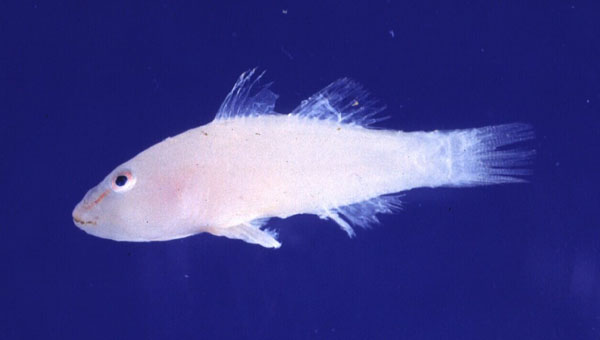 Boldingh's ghostgoby (Pleurosicya boldinghi) — Gobiidae — 5