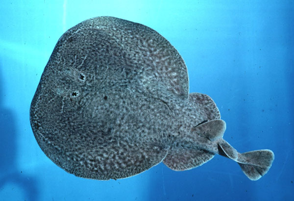 Blackspotted electric ray (Torpedo fuscomaculata) — Torpedinidae — 3