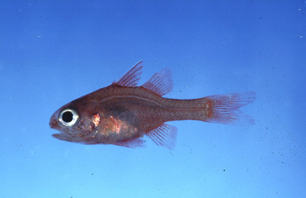 Cryptic cardinalfish (Apogon coccineus) — Apogonidae — 5