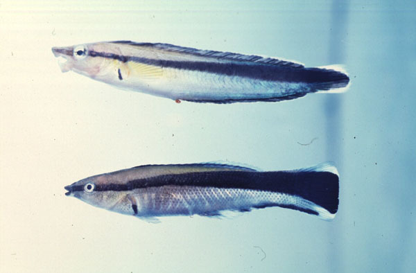 Sabretooth blenny (Aspidontus tractus) — Blenniidae — 3