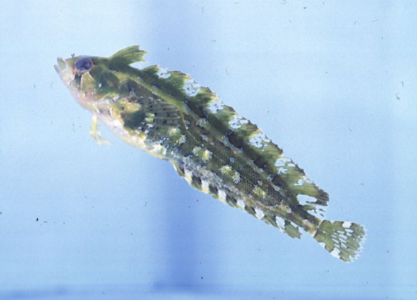 Laurent's klipfish (Pavoclinus laurentii) — Clinidae — 4