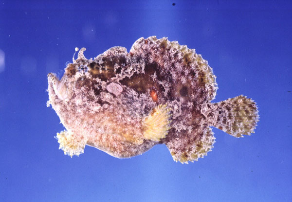 Doreh frogfish (Antennatus dorehensis) — Antennariidae