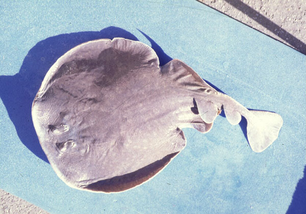 Blackspotted electric ray (Torpedo fuscomaculata) — Torpedinidae — 2
