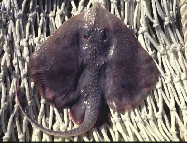 Bigthorn skate (Rajella barnardi) — Rajidae