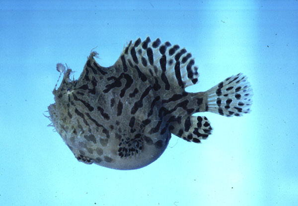 Anglerfish (Antennarius hispidus) — Antennariidae — 5
