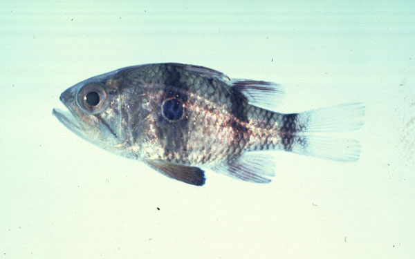 Zwartvin-kardinaalbaars (Apogonichthyoides nigripinnis) — Apogonidae