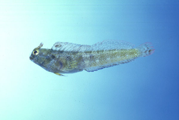 Horned klipfish (Hirculops cornifer) — Blenniidae — 5