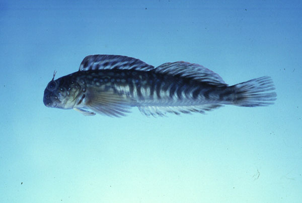 Pallid rockskipper (Istiblennius unicolor) — Blenniidae — 5