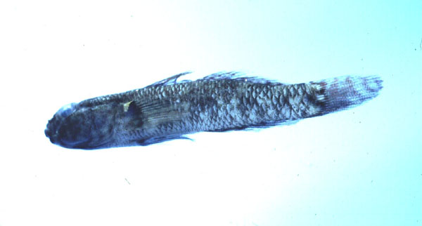 Key goby (Drombus key) — Gobiidae