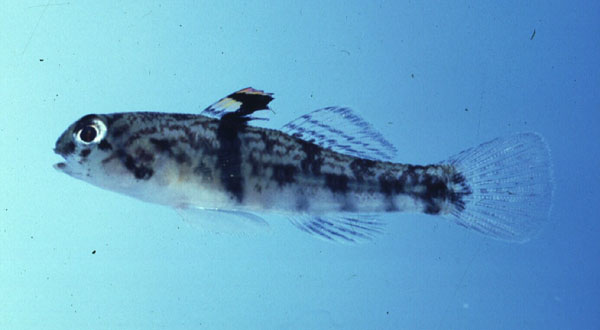 Banded gudgeon goby (Redigobius balteatus) — Gobiidae — 2