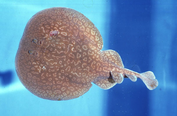 Gulf torpedo (Torpedo sinuspersici) — Torpedinidae — 4