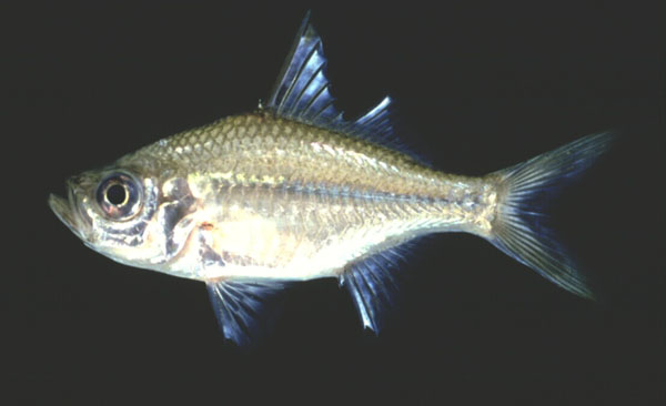 Commerson's glassy (Ambassis ambassis) — Ambassidae — 5