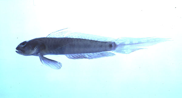 Eyebrow goby (Oxyurichthys ophthalmonema) — Gobiidae — 5