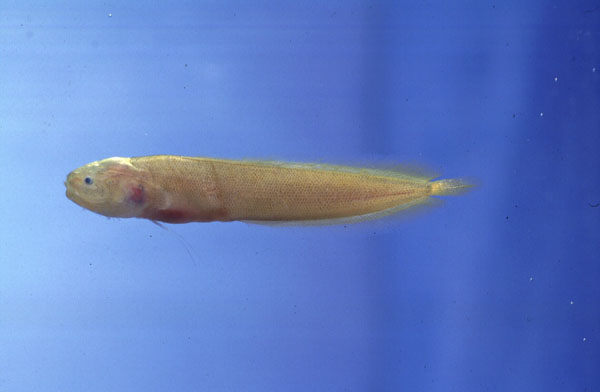 Coral brotula (Dinematichthys iluocoeteoides) — Bythitidae — 4