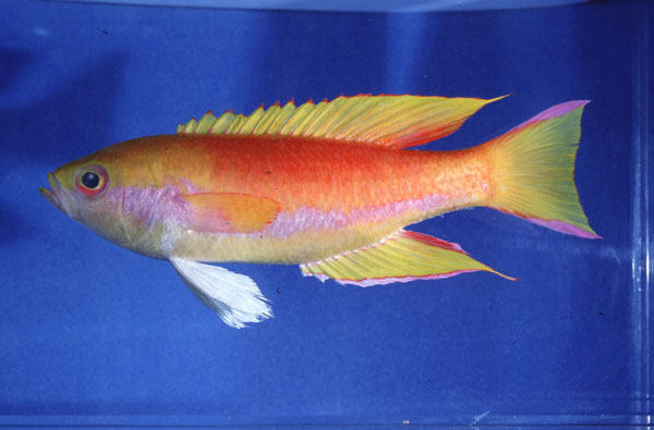 Goldie (Callanthias legras) — Callanthiidae
