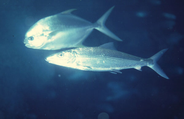 Roundjaw bonefish (Albula glossodonta) — Albulidae — 5
