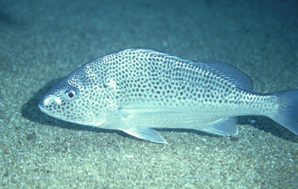 Cock grunter (Pomadasys multimaculatus) — Haemulidae