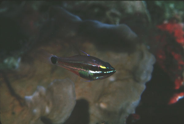 Meteor cardinalfish (Ostorhinchus selas) — Apogonidae — 4