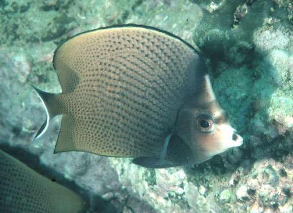 Zwartstip-koraalvlinder (Chaetodon nigropunctatus) — Chaetodontidae — 5