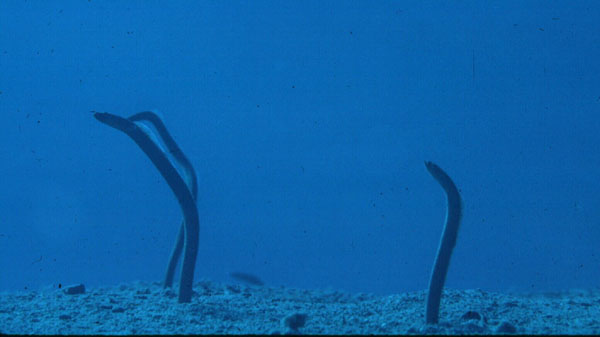 Red Sea garden eel (Gorgasia sillneri) — Congridae — 5