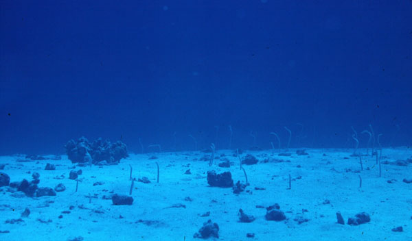 Hawaiian garden eel (Gorgasia hawaiiensis) — Congridae — 4