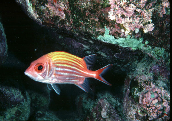 Yellow-striped squirrelfish (Sargocentron ensifer) — Holocentridae