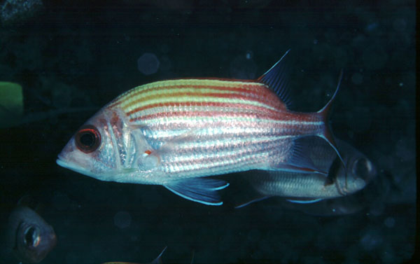 Yellow-striped squirrelfish (Sargocentron ensifer) — Holocentridae — 2