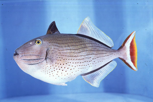 Striped triggerfish (Xanthichthys lineopunctatus) — Balistidae