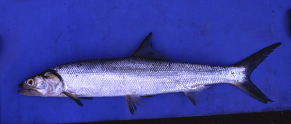 Australian giant herring (Elops machnata) — Elopidae — 2