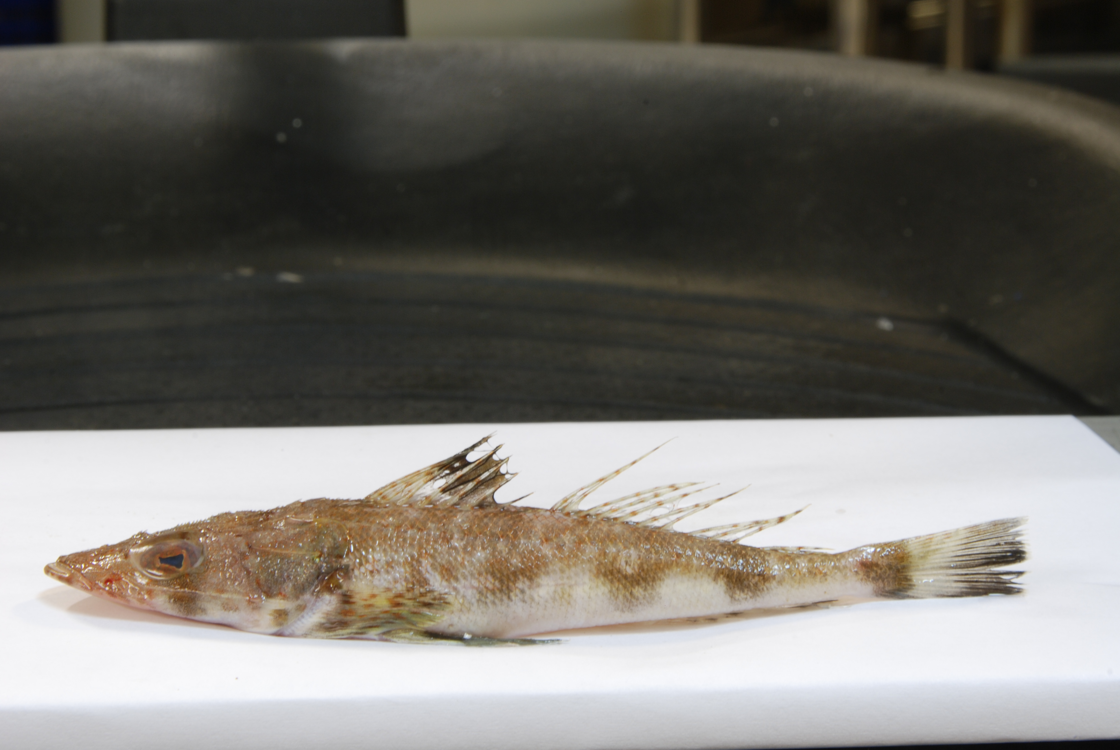 Sawtooth flathead (Rogadius pristiger) — Platycephalidae — 2