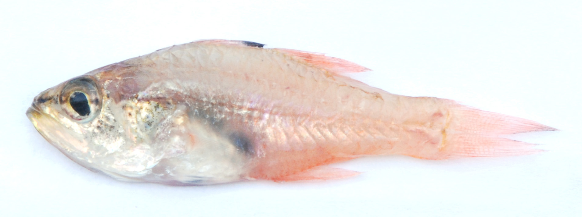 Whitethroat cardinalfish (Ostorhinchus gularis) — Apogonidae
