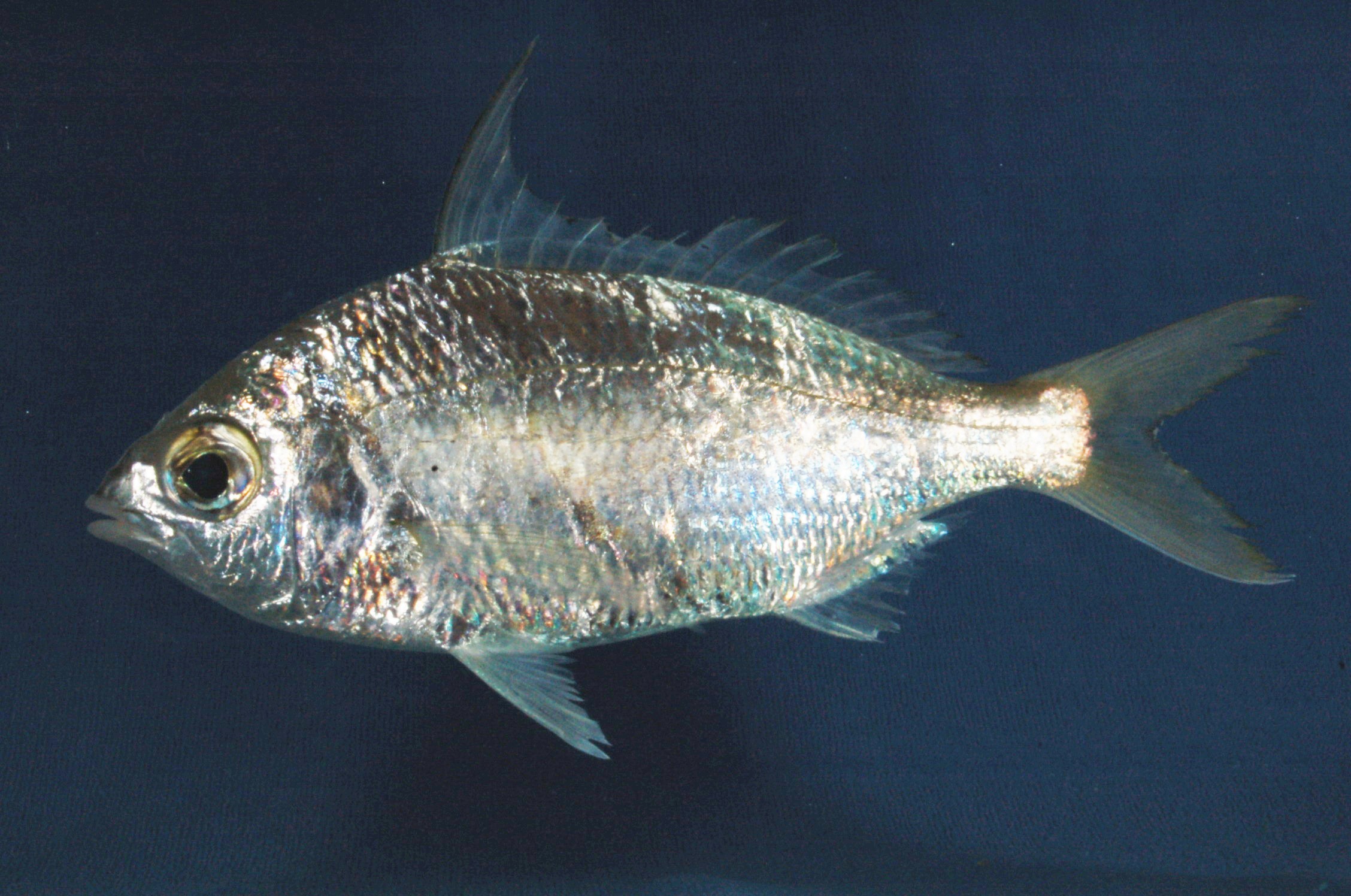 Saddleback silver-biddy (Gerres limbatus) — Gerreidae — 2