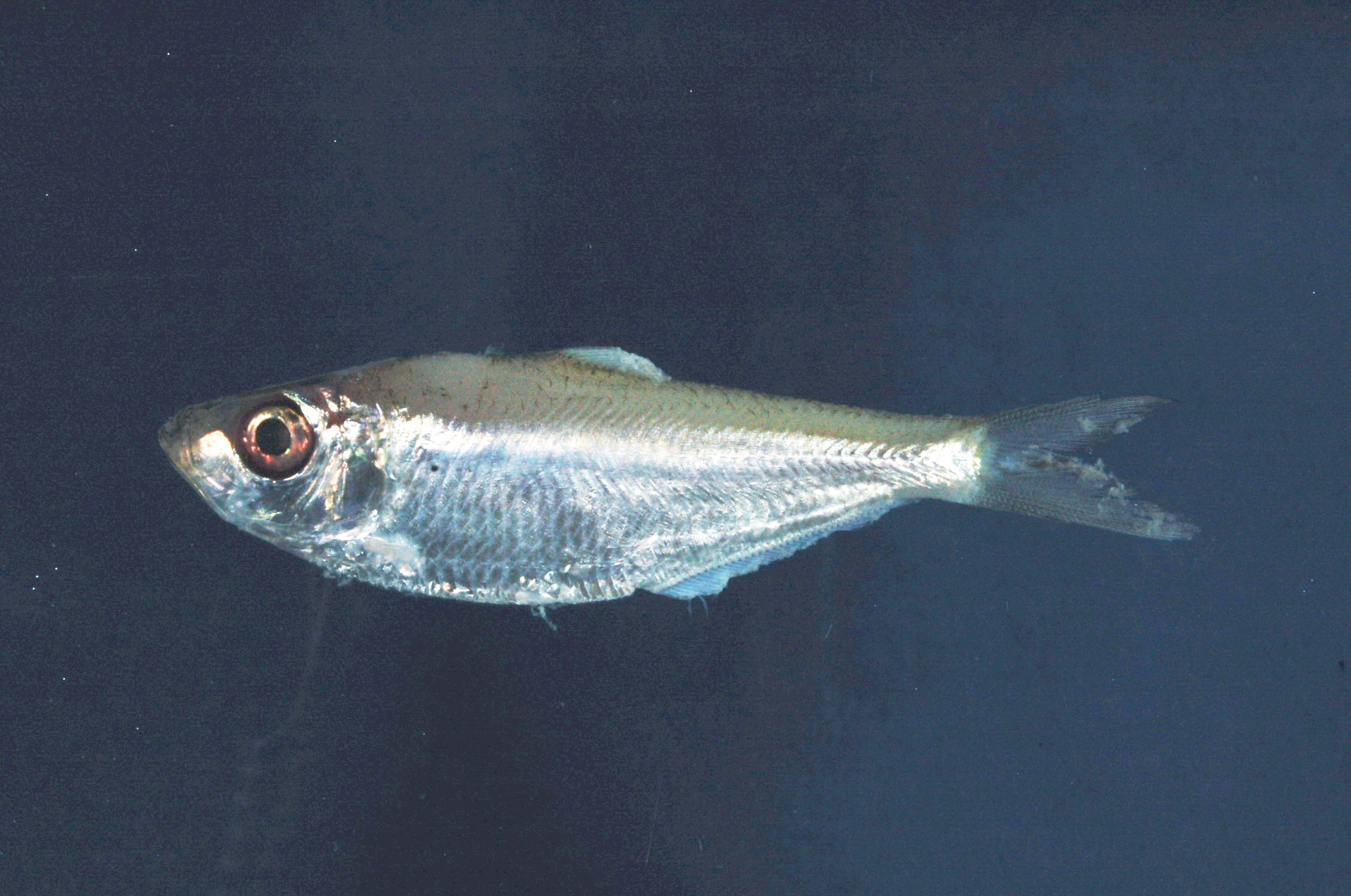 Big-eyed herring (Pellona ditchela) — Pristigasteridae