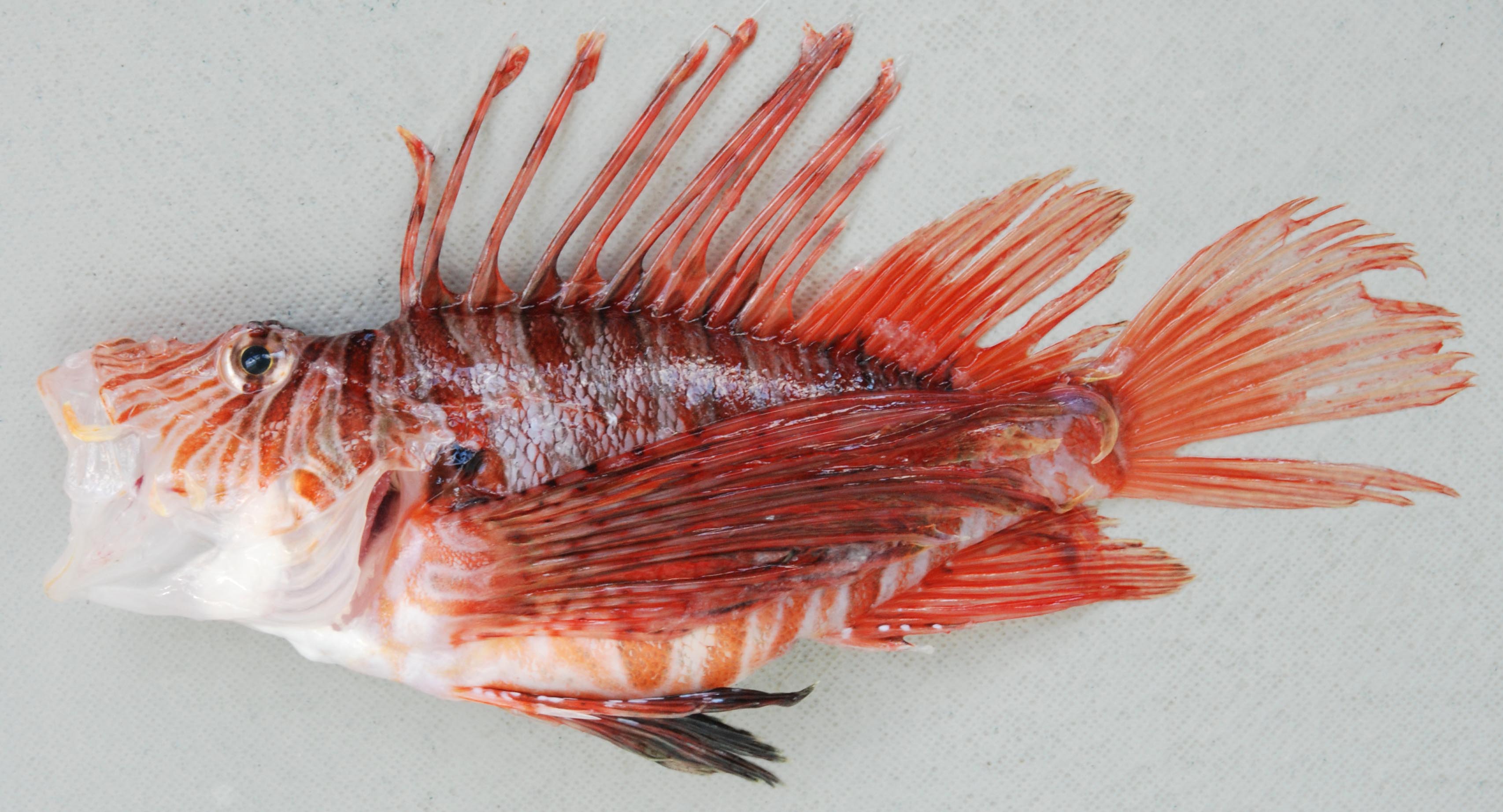 Clearfin lionfish (Pterois russelii) — Scorpaenidae — 3